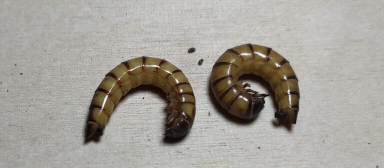 Skręcone drewnojady gotowe do przepoczwarzenia