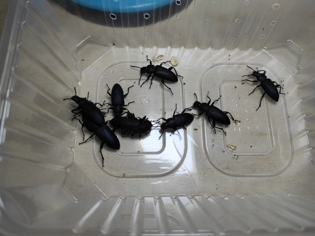 Imago drewnojada żuki