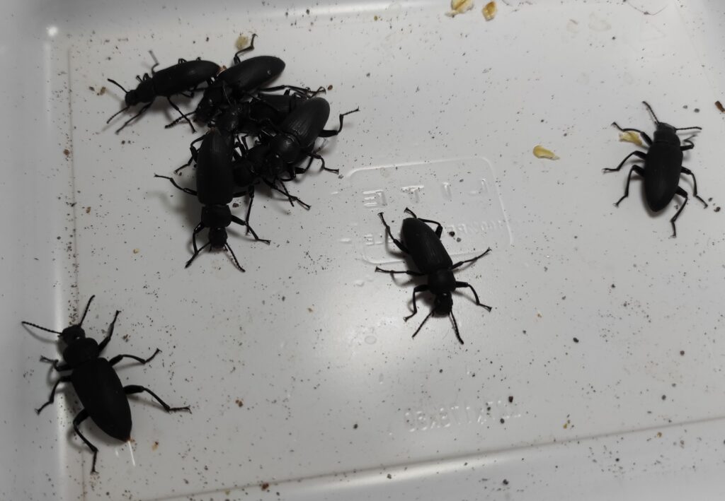 Dorosłe drewnojady chrząszcze