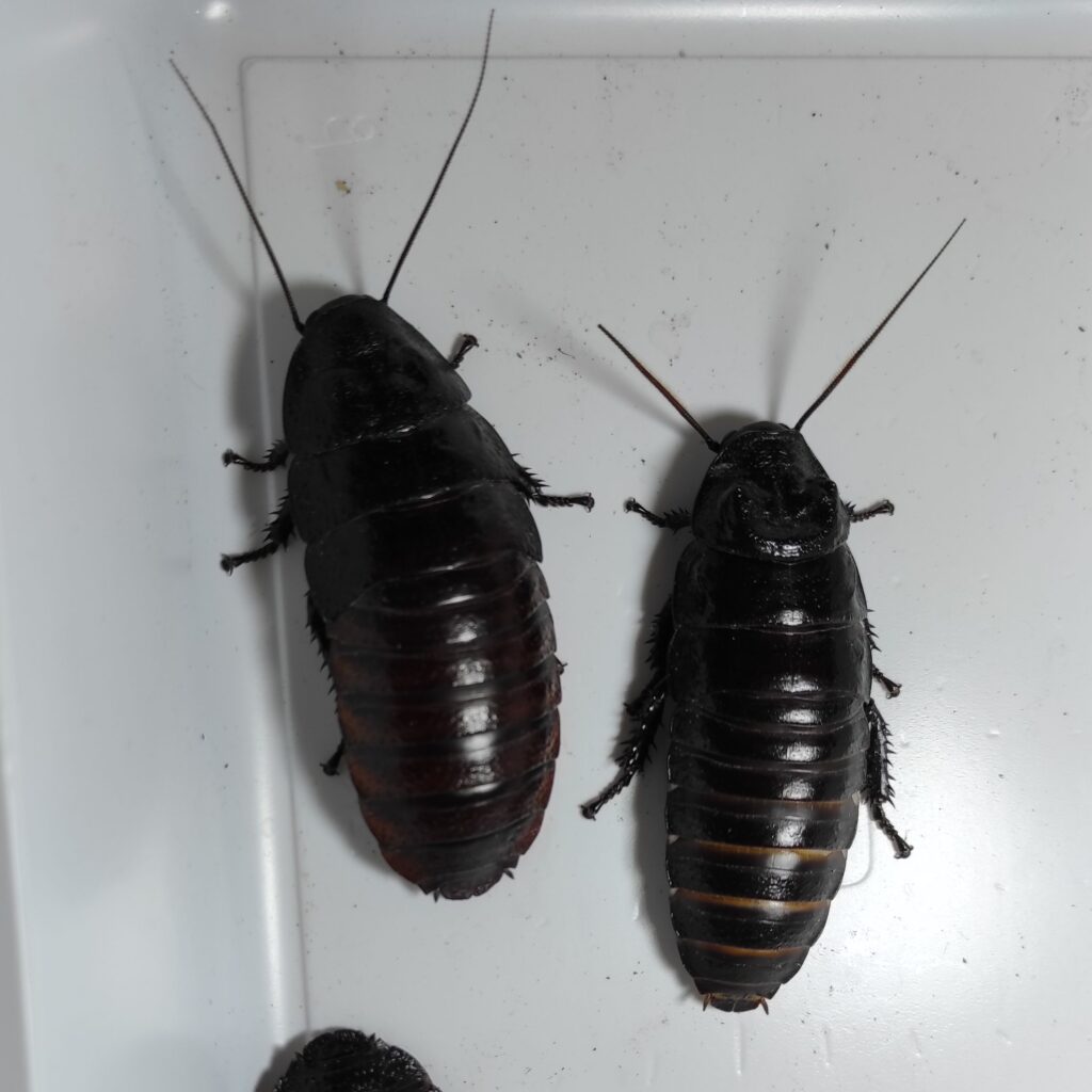 Karaczan madagaskarski