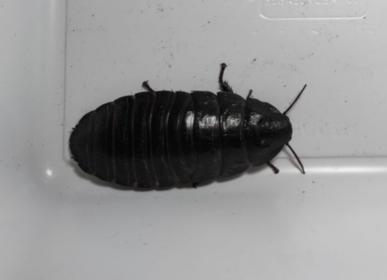 Karaczan madagaskarski