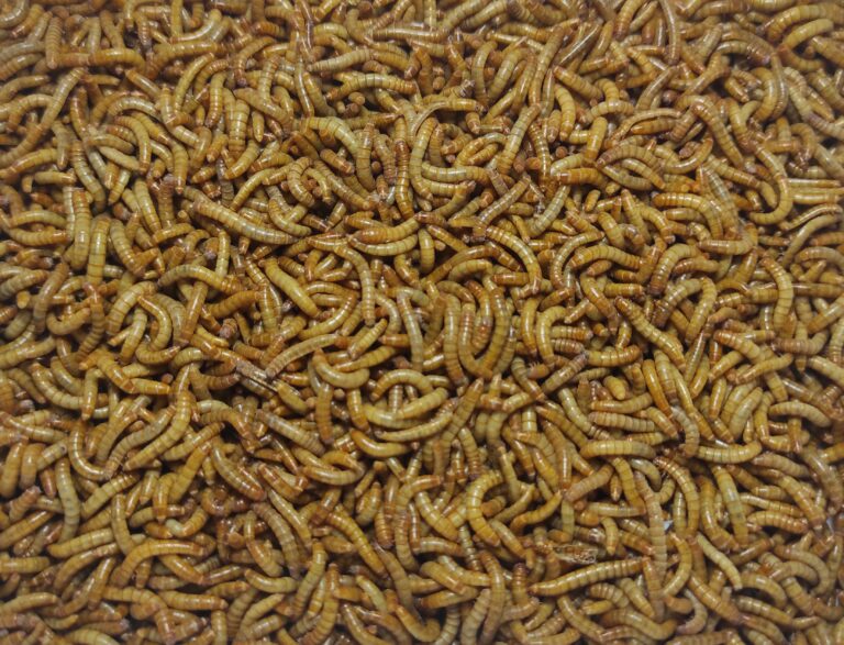 Larwy mącznika młynarka