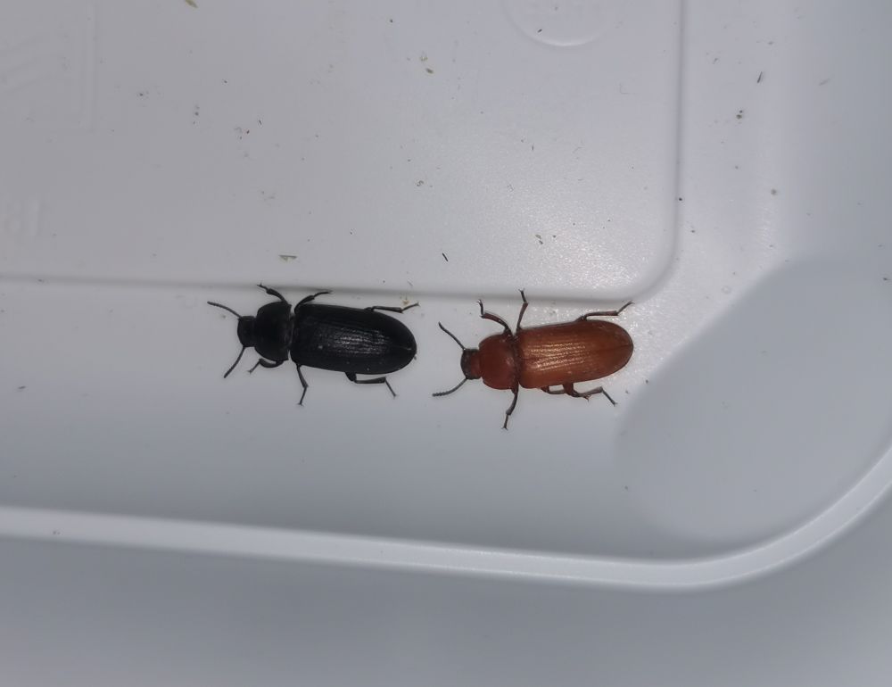 Dorosłe żuki mącznika młynarka