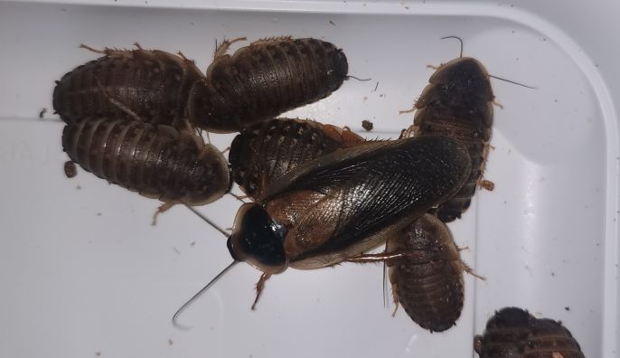 Młoda i dorosła dubia