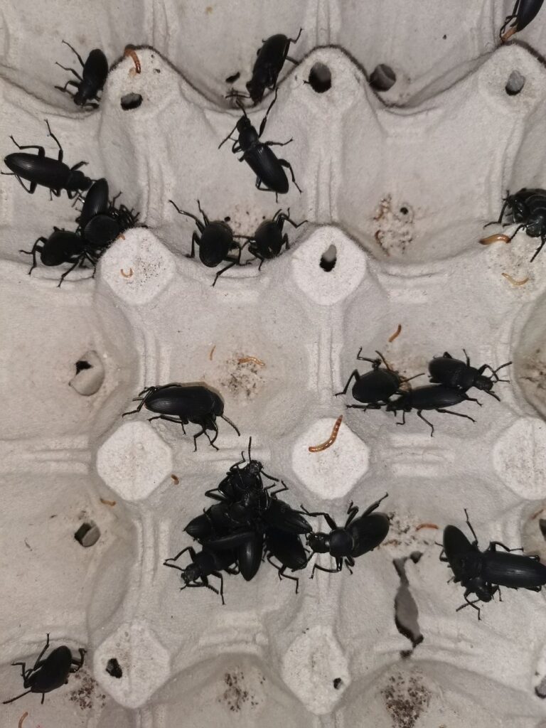 Hodowla dorosłe drewnojady