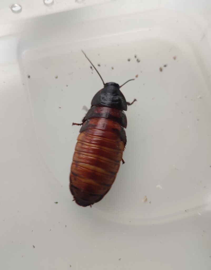 Karaczan madagaskarski