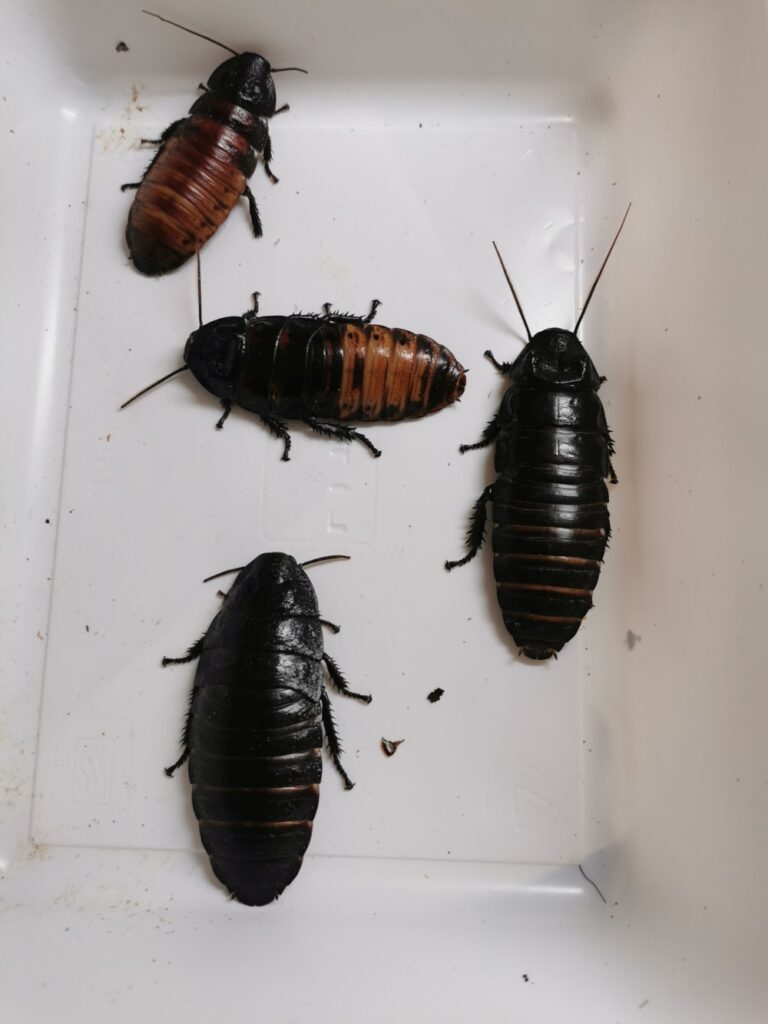 Karaczany madagaskarskie