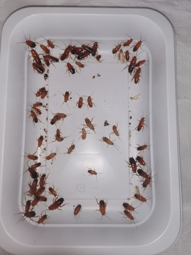 Karaczany tureckie młode