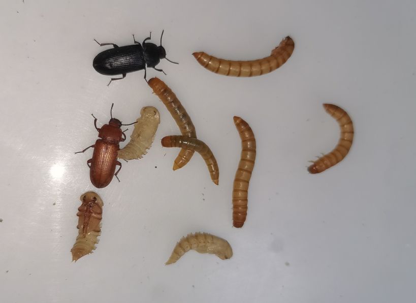 Larwa poczwarka i imago mącznika