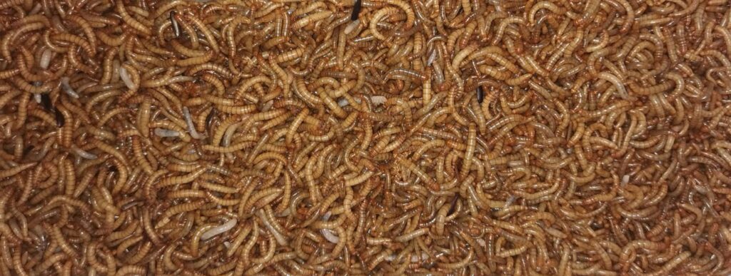 M cznik M ynarek Hodowla Cena Rozmna anie Hodowla Owad w