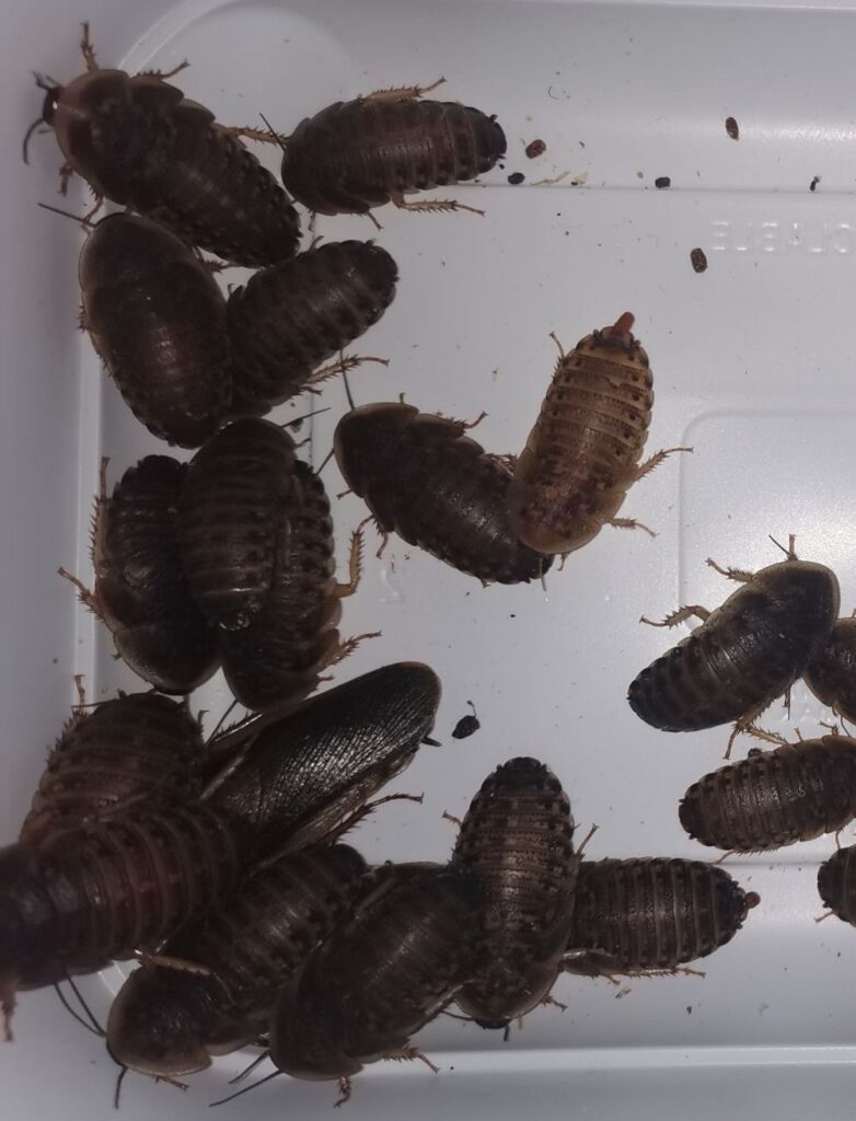 Młode karaczany argentyńskie