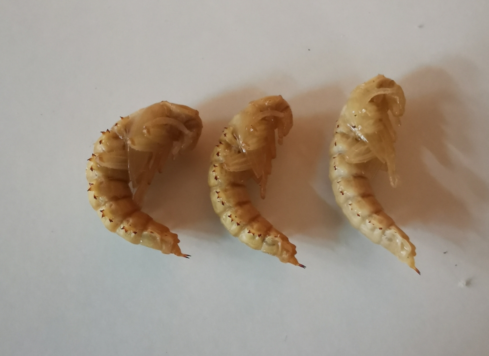 Poczwarki drewnojada