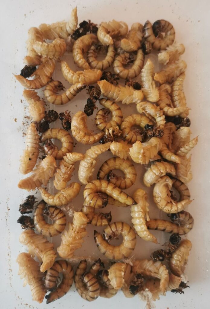 Poczwarki i przepoczwarzanie larw