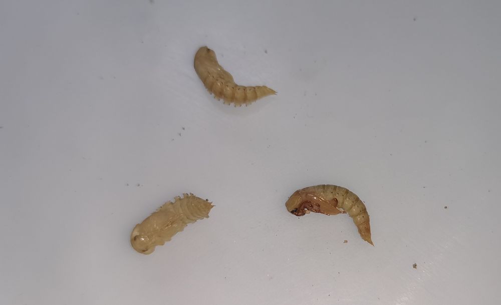 Poczwarki mącznika młynarka