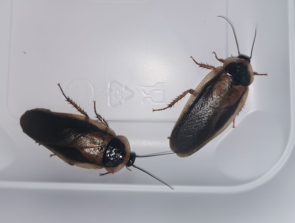 Samce karaczana dubii