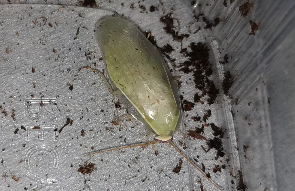 Dorosły karaczan zielony