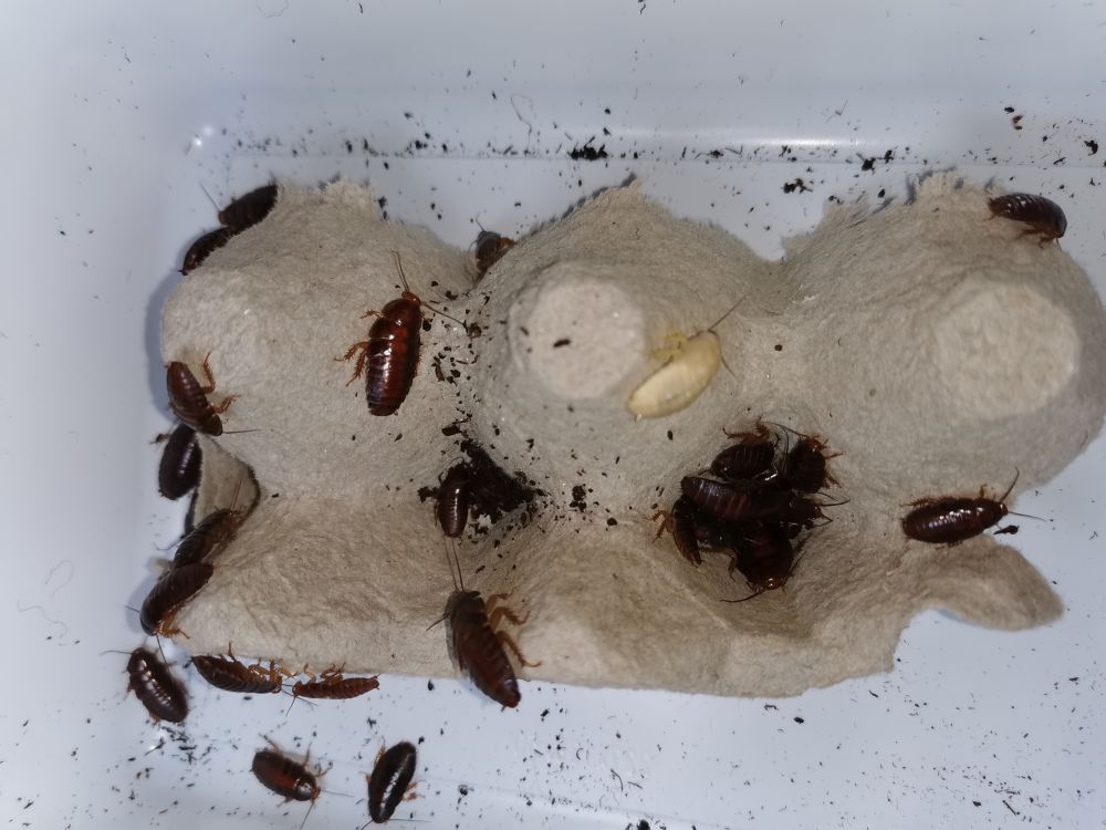 Larwy karaczana zielonego