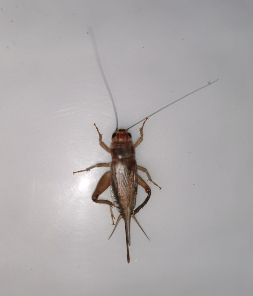 Świerszcz kubański