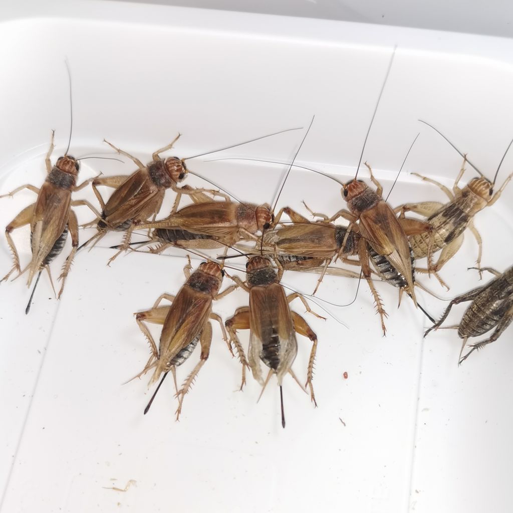 Świerszcz kubański