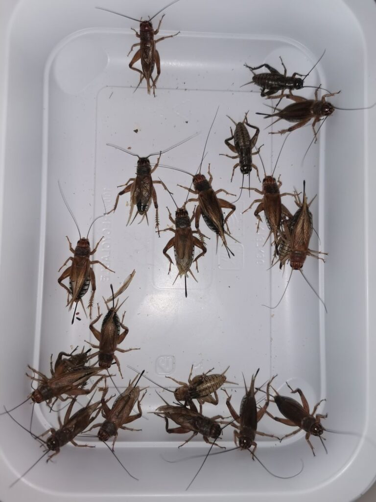 Świerszcze kubańskie