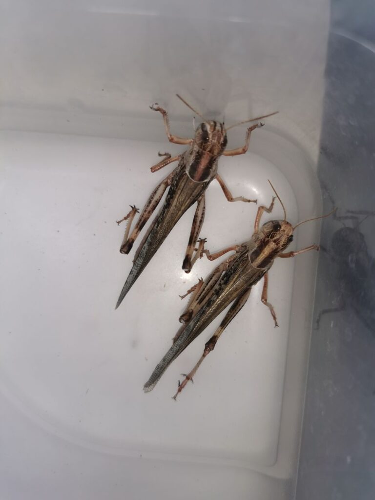 Szarańcza wędrowna