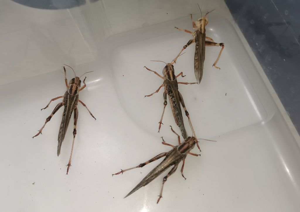 Szarańcza wędrowna