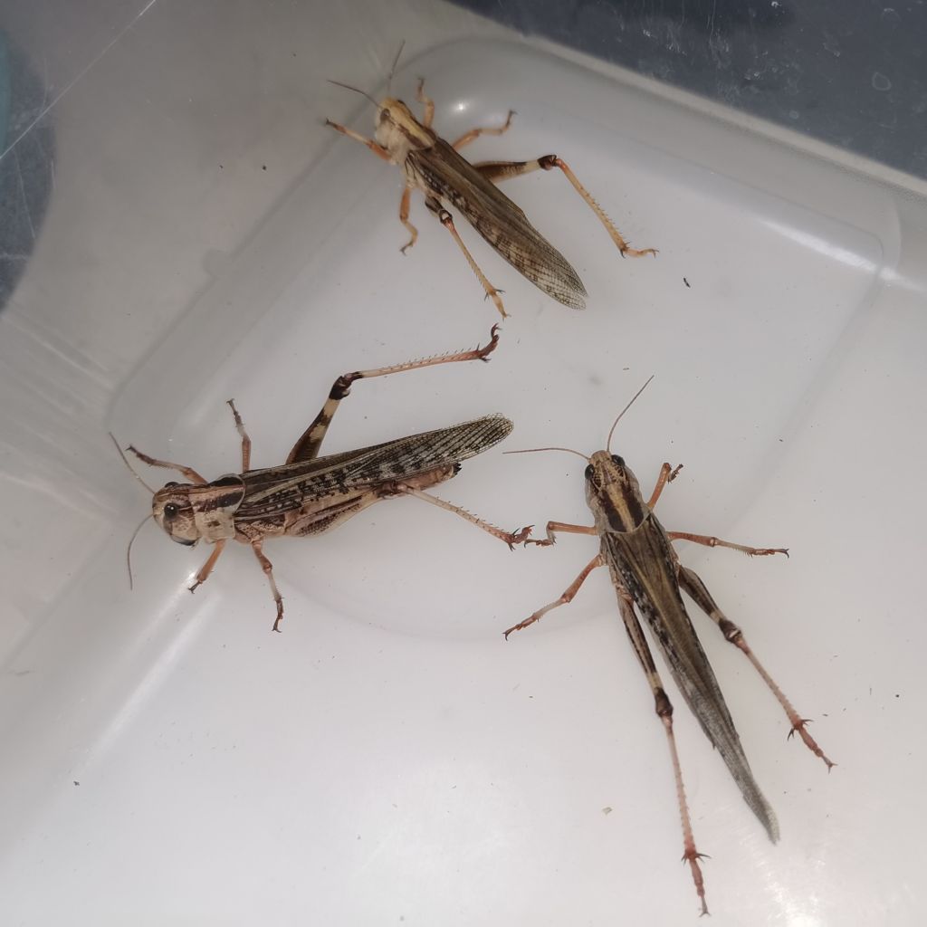 Szarańcza wędrowna