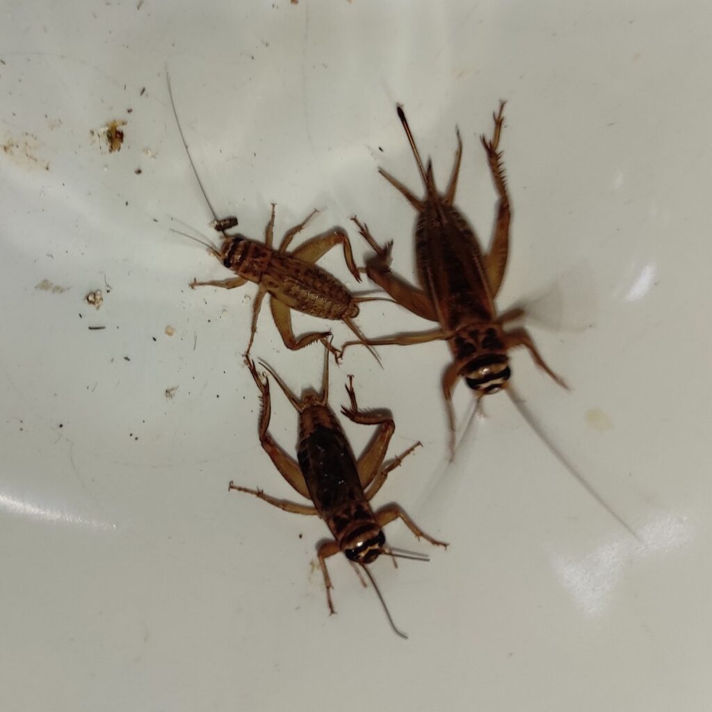 Świerszcze domowe samiec i samica