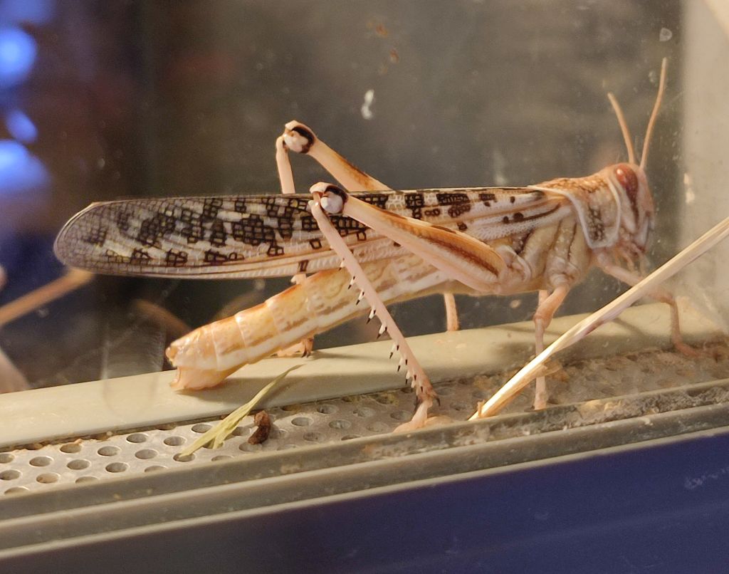 Dorosła szarańcza pustynna