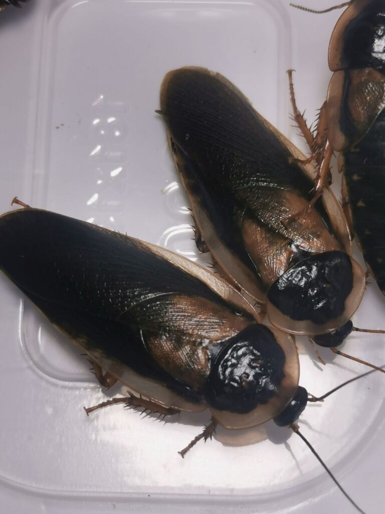 Dorosłe samce dubii