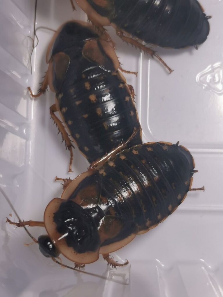 Dorosłe samice dubii