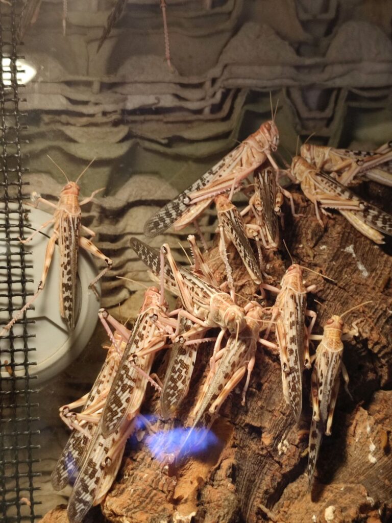 Dorosłe szarańcze pustynne