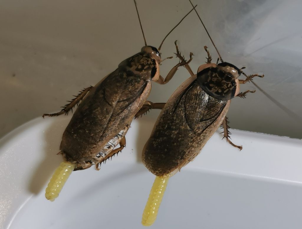 Dwie samice karaczana szarego z wystającymi ootekami