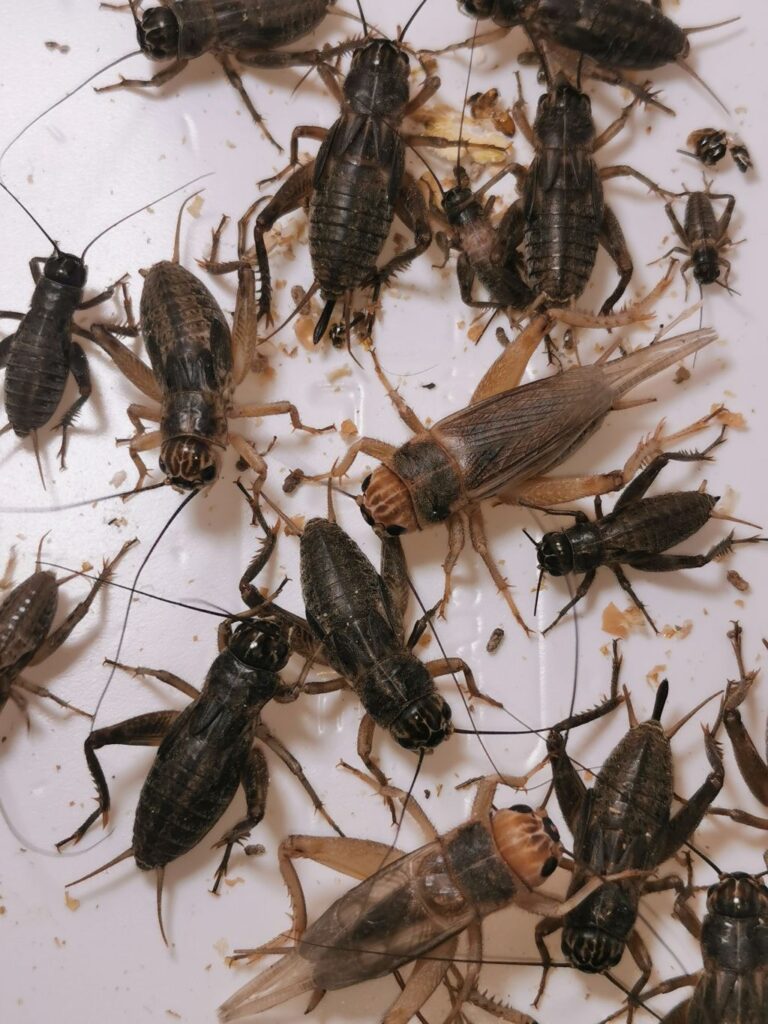 Hodowla świerszcza kubańskiego