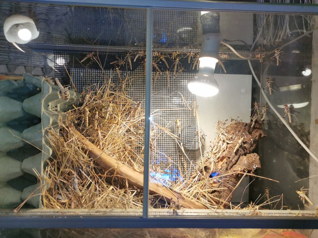 Hodowla szarańczy pustynnej