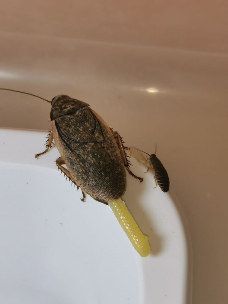 Karaczan szary samica z ooteką i mały karaczan szary