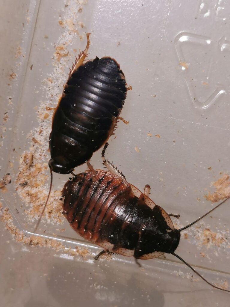 Młode karaczany madagaskarskie