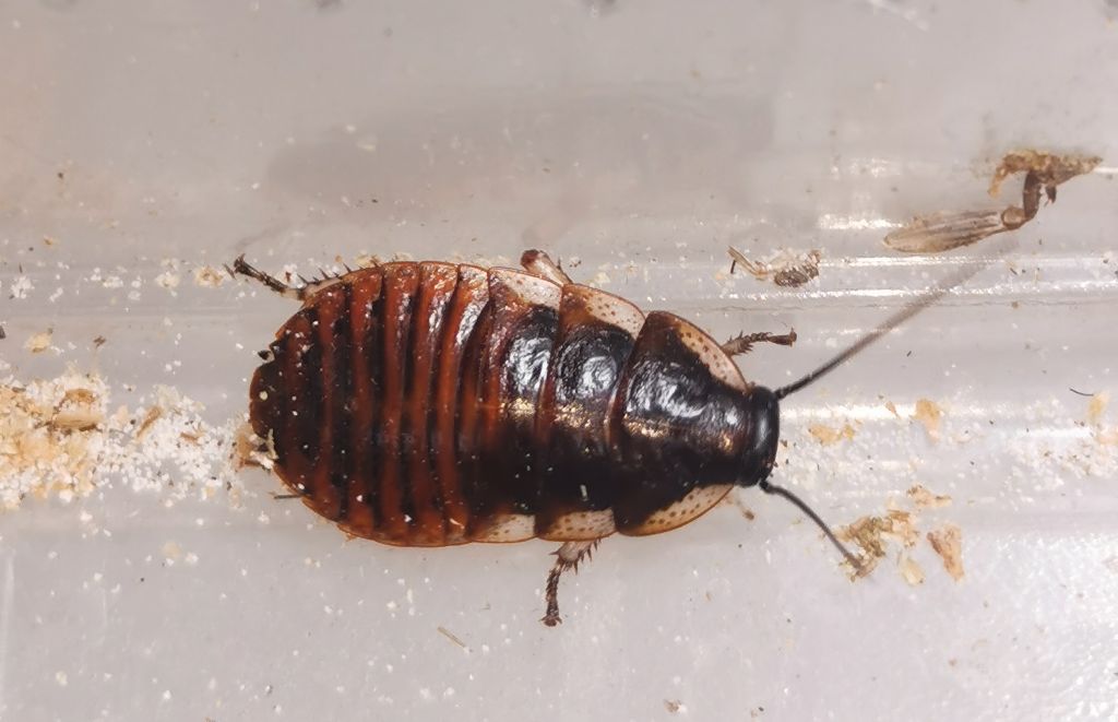 Młody karaczan madagaskarski