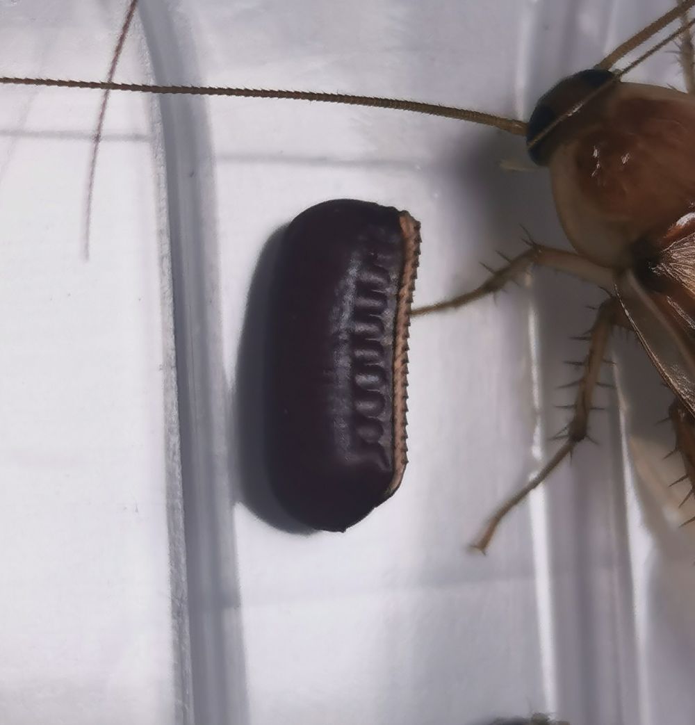 Ooteka karaczana tureckiego