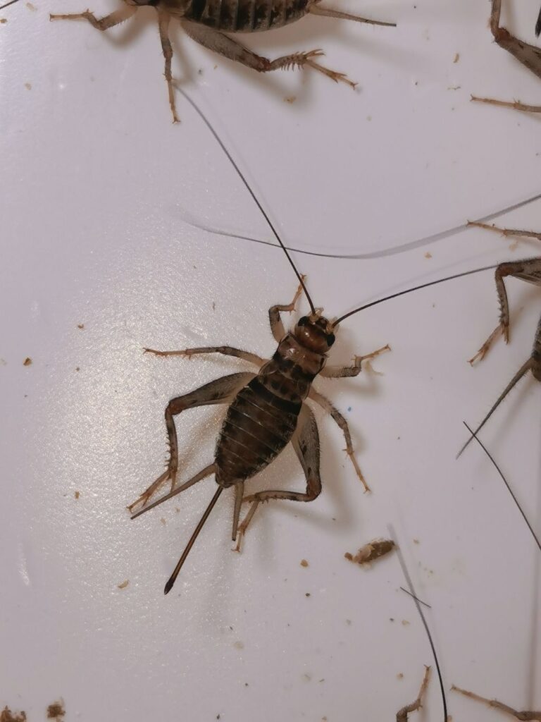 Samica świerszcza bananowego