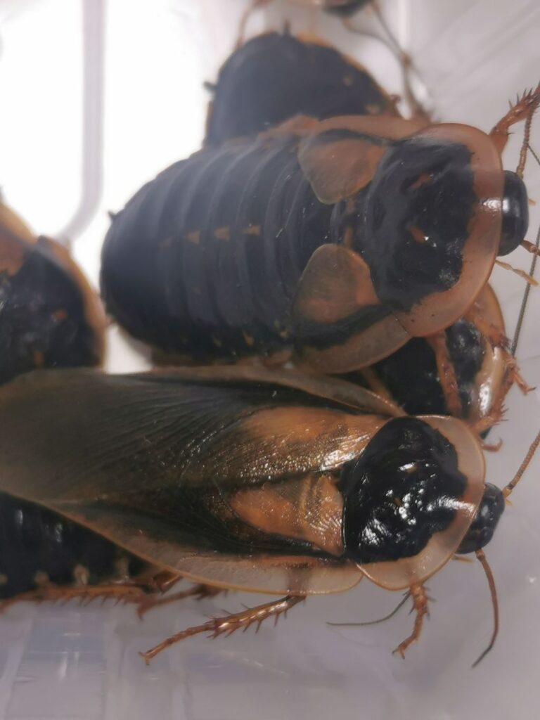 Samiec i samica dubii