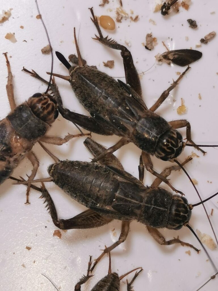 Samiec i samica świerszcza kubańskiego