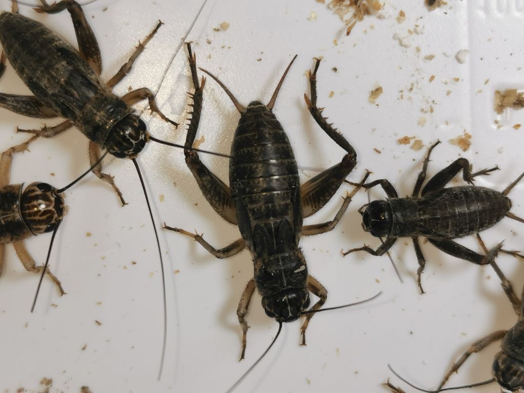 Samiec świerszcza kubańskiego