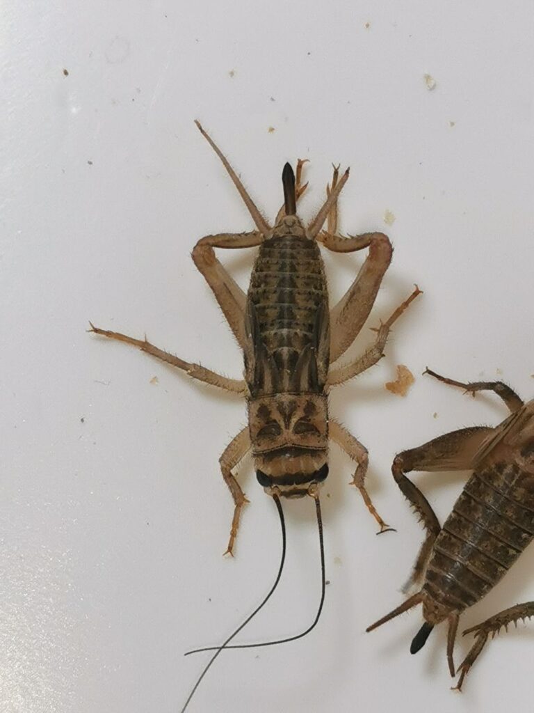 Świerszcz domowy samica