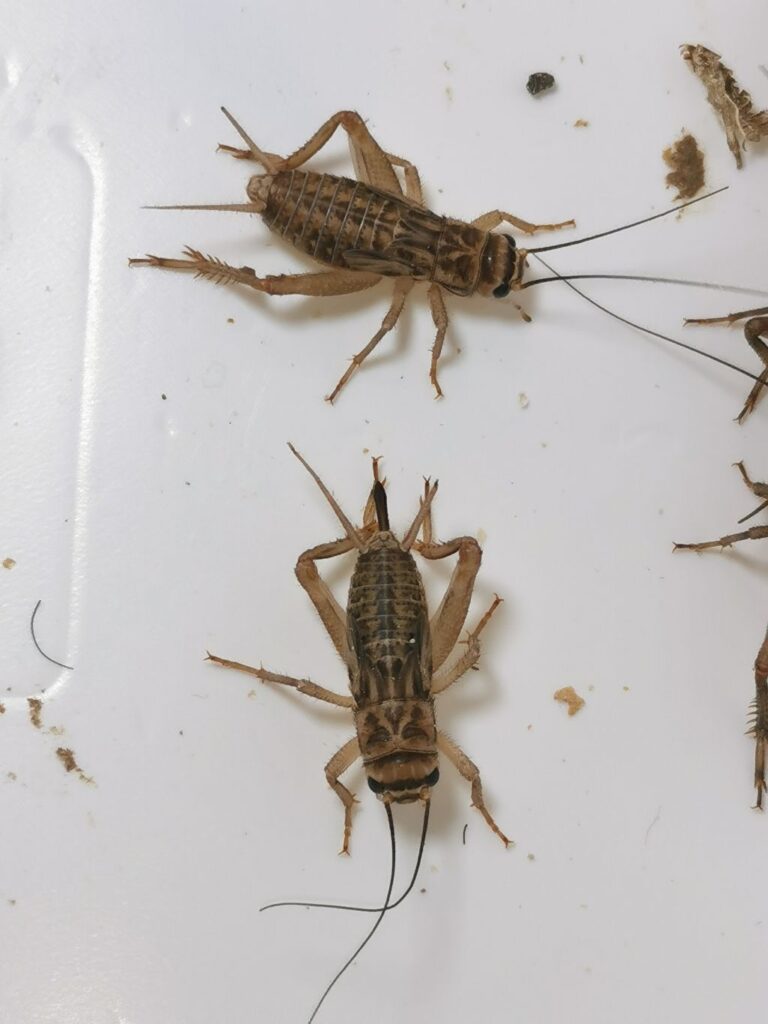 Świerszcz domowy samiec i samica