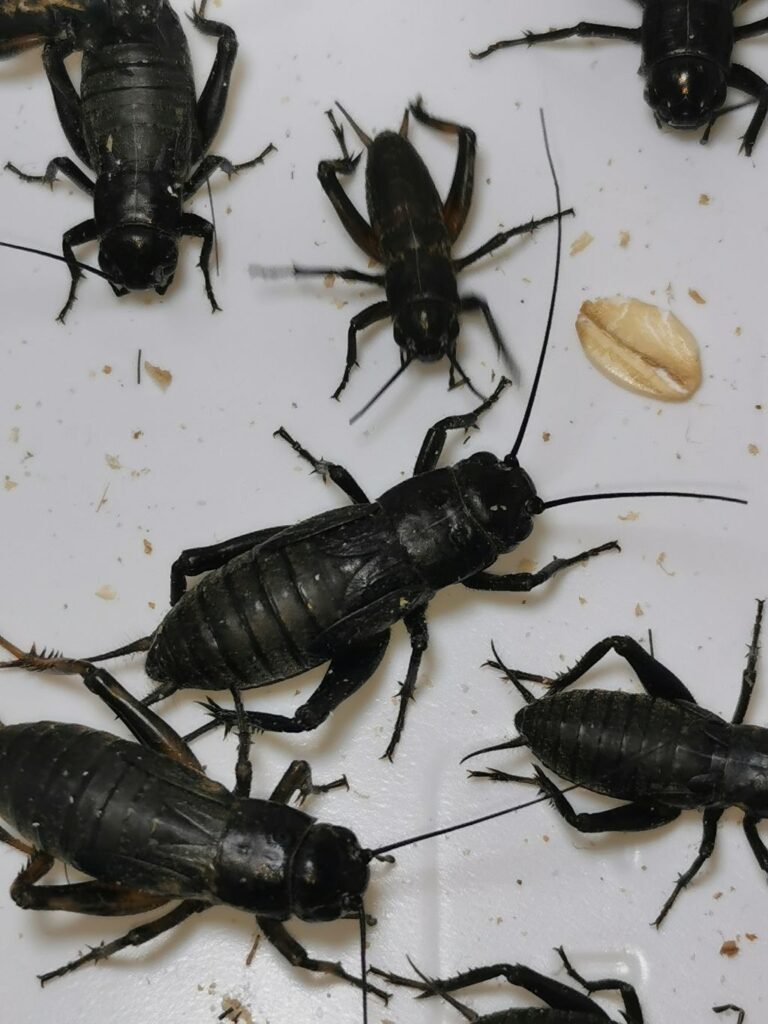 Świerszcz śródziemnomorski