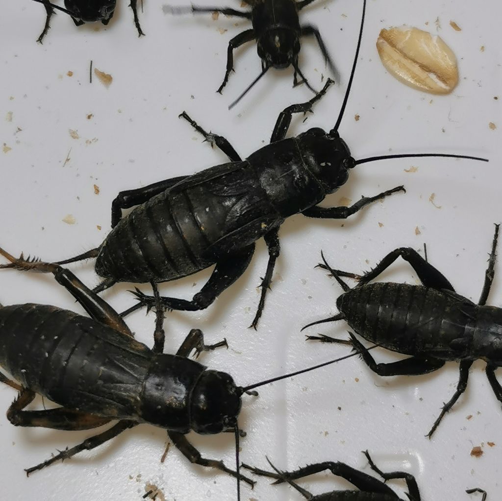 Świerszcz śródziemnomorski