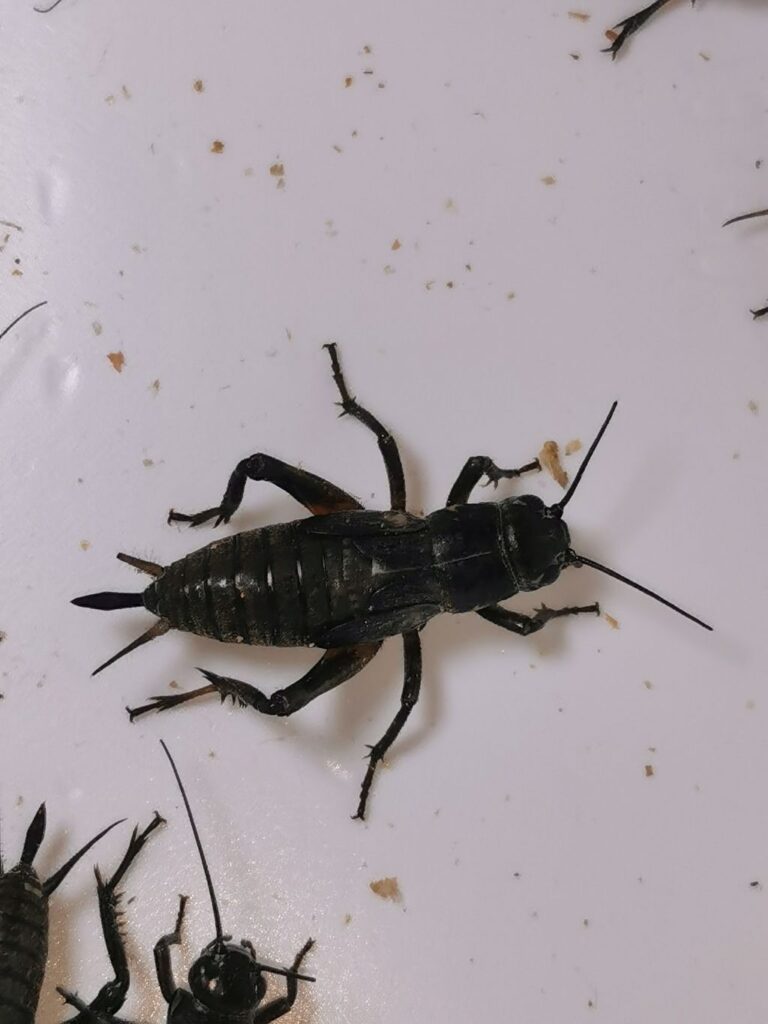 Świerszcz śródziemnomorski samica