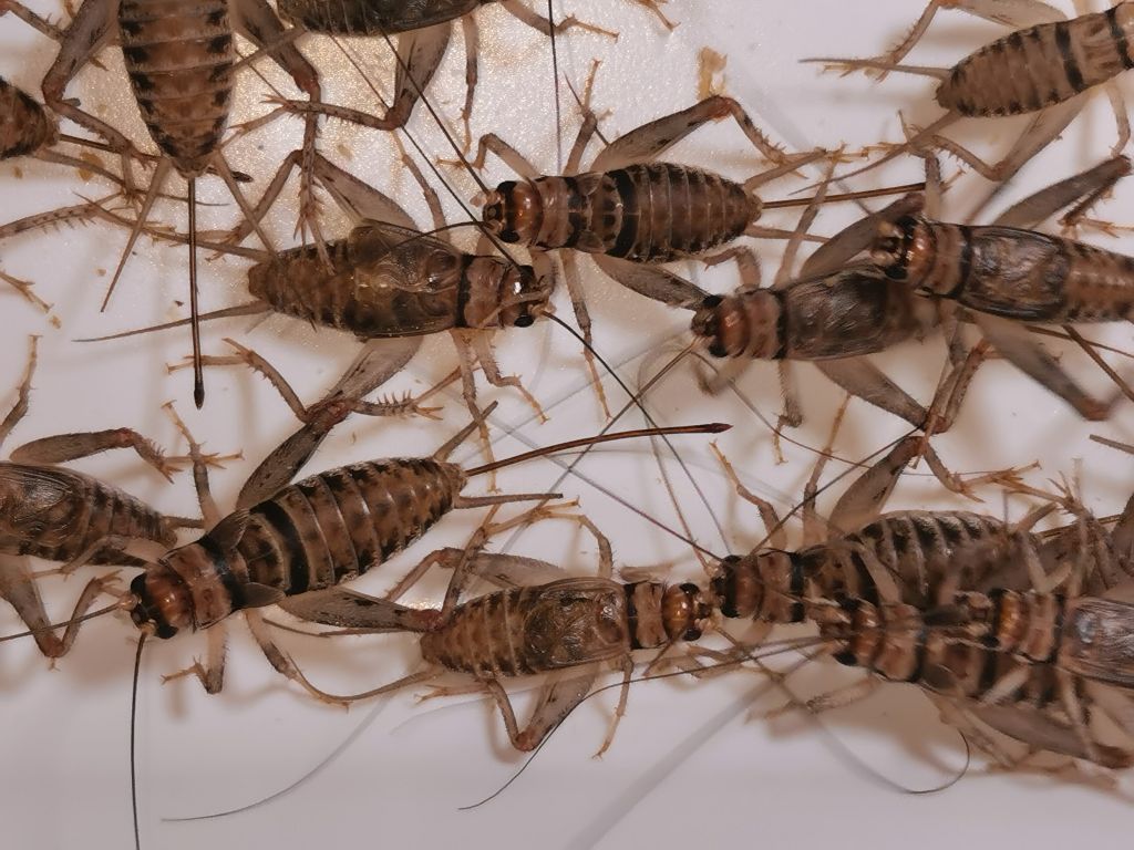 Świerszcze bananowe