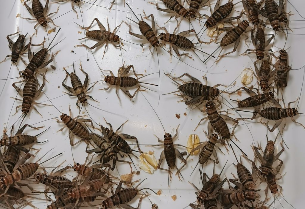 Świerszcze bananowe